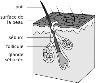 Schéma d'un follicule pileux, les bactéries peuvent s'accumuler dans la cavité dermique. © Tsaitgsait, <em>Wikimedia Commons</em>, Domaine Public