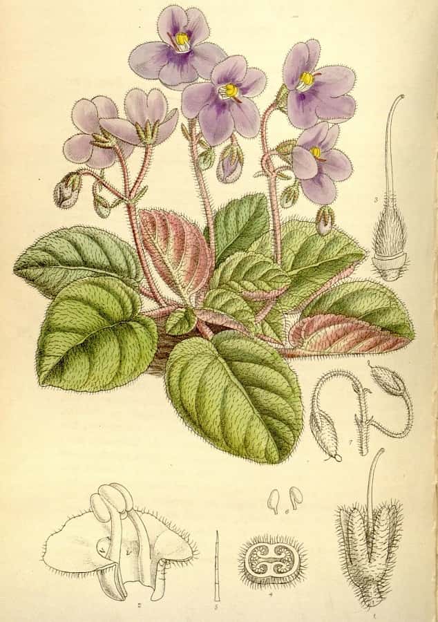 Planche botanique du saintpaulia. © BHL, Domaine Public