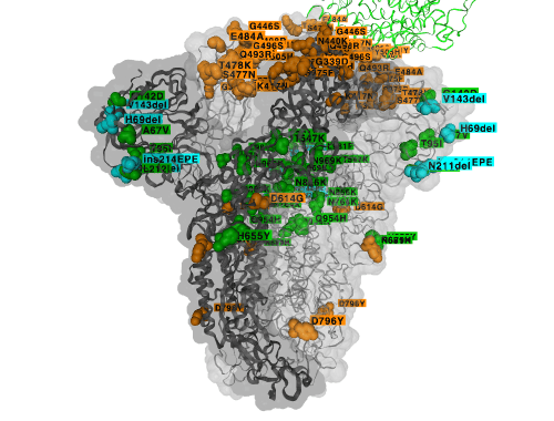 Les mutations situées sur la protéine S du variant Omicron. En orange, les mutations connues sur d'autres variants pour modifier le comportement du virus. En bleu, les insertions et délétions connues sur d'autres variants et en vert, les mutations sans effet connu. © Gisaid