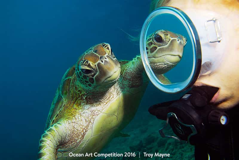 Une tortue verte qui sympathise avec un plongeur dans la Grande barrière de corail. © Troy Maine, <em>Ocean Art Underwater Photo Competition</em>