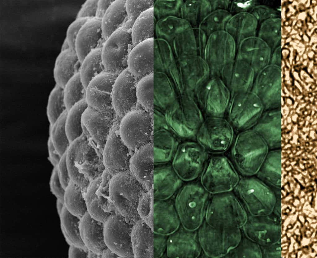 Image combinée montrant la surface externe de <em>Protocodium sinense</em> (à gauche), vue à travers la couche externe constituée d'utricules (milieu, colorisé) et de siphons centraux (à droite, colorisé). © Cédric Aria