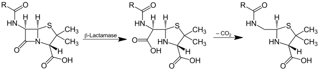La bêtalactamase est une enzyme capable d'hydrolyser un antibiotique pénicilline (de la famille des bêtalactamines) selon la réaction ci-dessus. © Jü, Wikipedia, DP