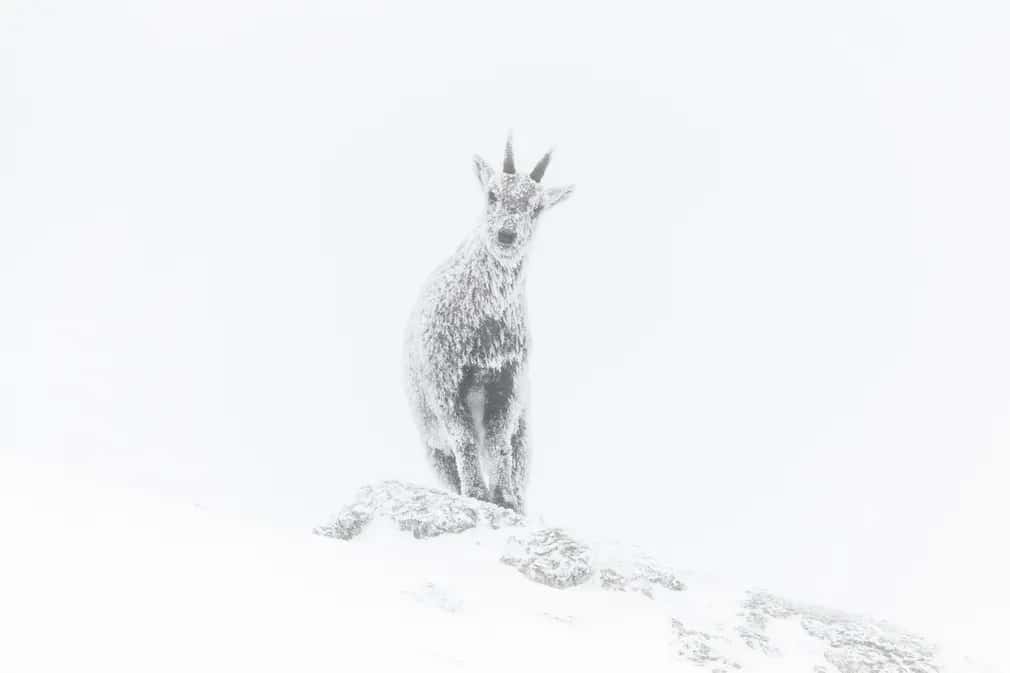 « <em>Alpine Exposure</em> ». © Luca MELCARNE, <em>Wildlife Photographer of the Year</em>