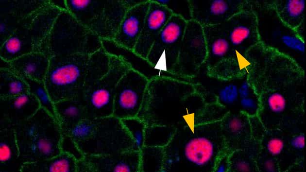 Les cellules montrées par une flèche blanche se renouvellent rapidement, celles montrées par une flèche orange, tous les dix ans environ. © Paula Heinke et al., Cell Systems