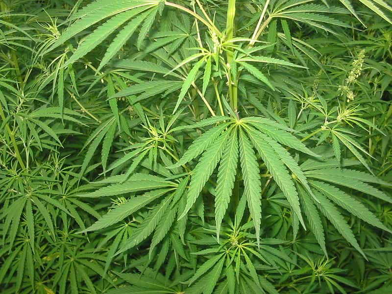 La plante <em>Cannabis sativa</em>, aussi appelée marijuana ou chanvre, contient du THC. © <em>Wikimedia Commons</em>, cc by sa 3.0