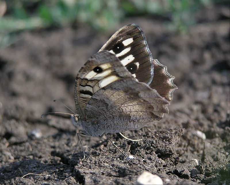 L'Hermitte, ou <em>Chazara briseis</em>, est l'espèce de papillon qui a le plus régressée en France. © Le.Loup.Gris, Wikipedia