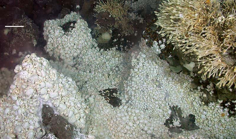 Crabes <em>Kiwa</em> observés près d’une cheminée E9, à 2.397 m de profondeur. La barre représente 10 cm en premier plan. © Rogers <em>et al. </em>2012, <em>PLOS Biology</em>, CC by 2.5