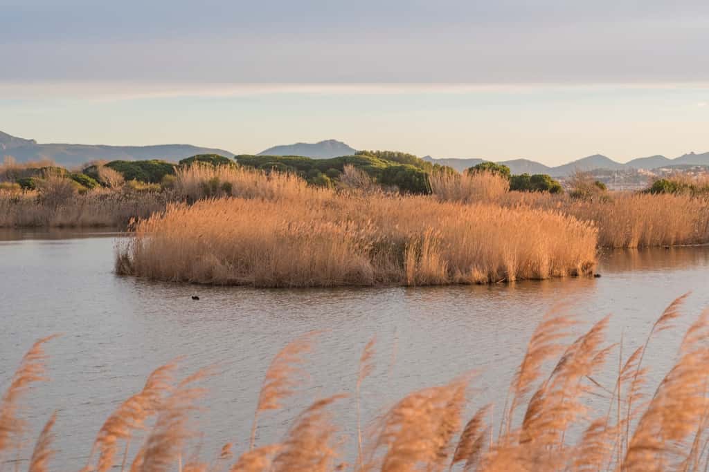 Les étangs de Villepey bordés de roseaux. © Robin Hacquard