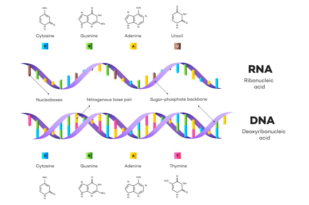 L'ADN code l'information génétique quand l'ARN sert de messager pour la transporter et la répliquer. © Yarkee, Adobe Stock