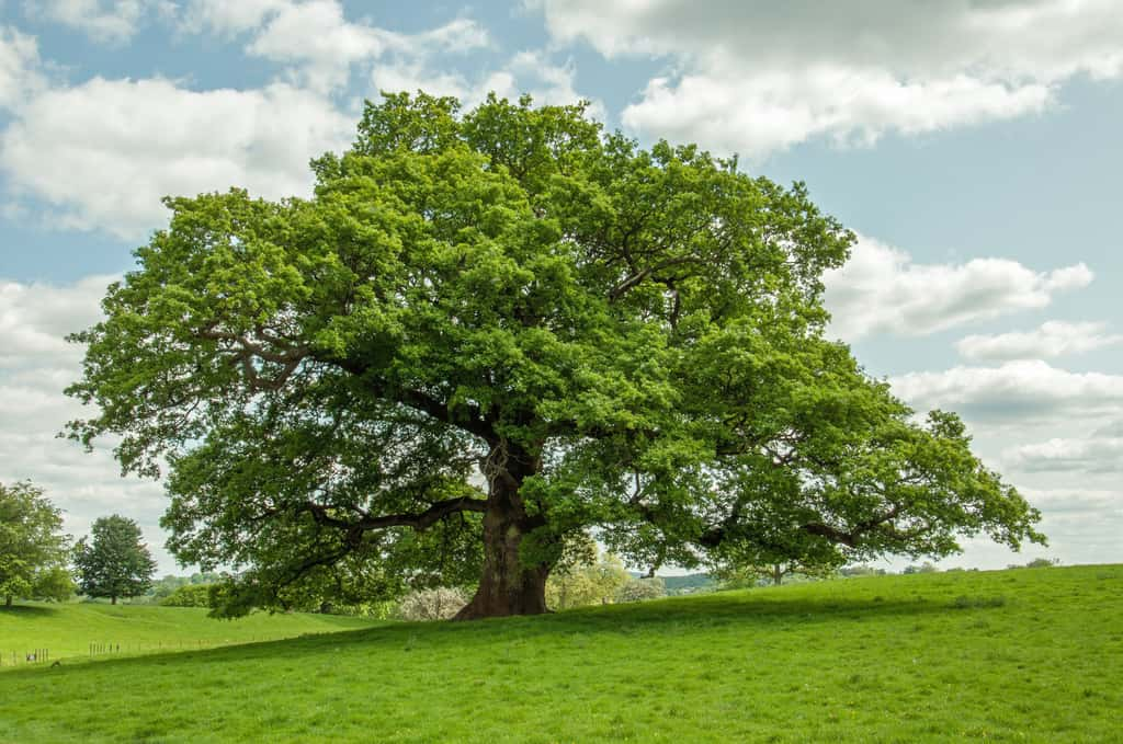 Le chêne fait partie des arbres qui n'ont pas leur place à proximité d'une piscine ! © Jenn's Photography, Adobe Stock 