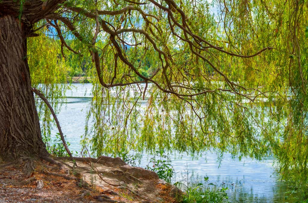 Un saule au bord de l'eau ? Oui, mais pas à proximité d'une piscine ! © Laure F, Adobe Stock