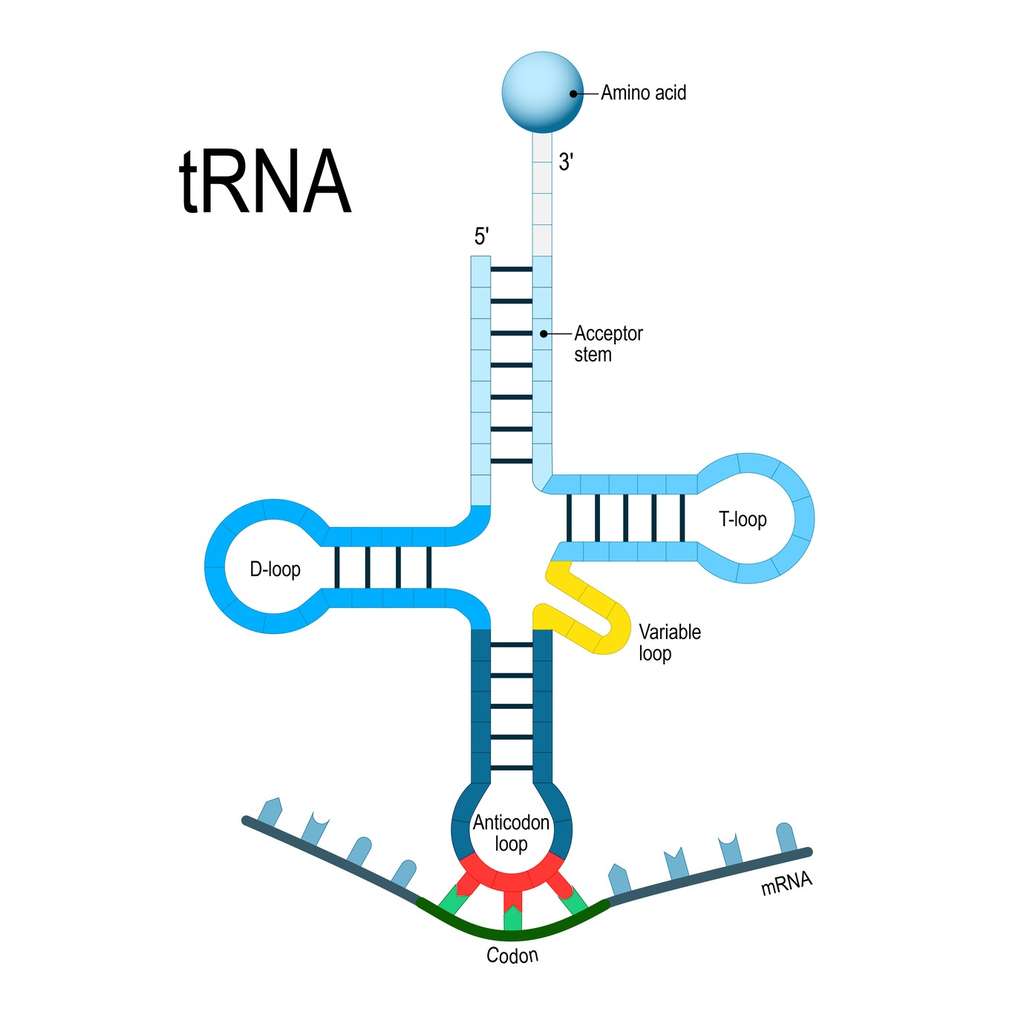 Structure d’un ARNt associé à un ARNm (en bas). © designua, Fotolia