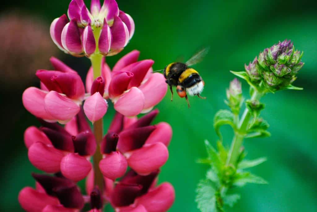 Le bourdon s'envole, du pollen plein les « poches ». © Laura Marks, Unsplash