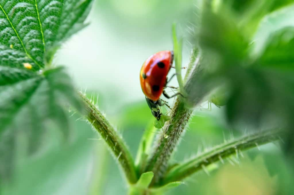 Une coccinelle dégustant un puceron pour son déjeuner ! © Frédéric Paulussen, Unsplash