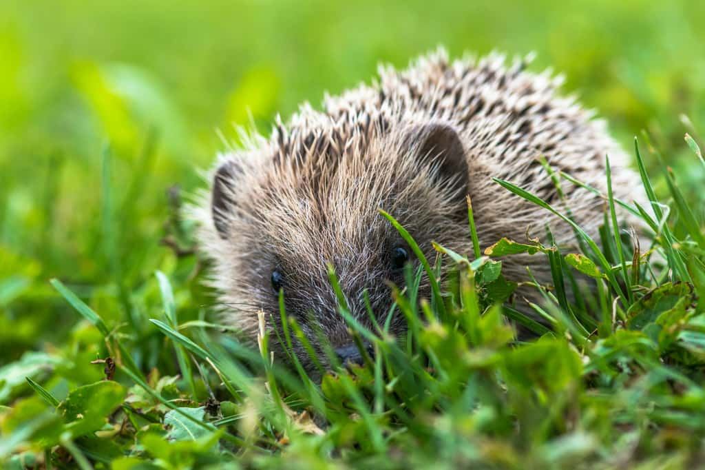 Le hérisson n'est pas sauvage, vous pouvez le rencontrer la nuit en particulier ! © Maxime Gilbert, Unsplash