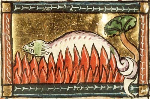 Une salamandre jetée dans le feu, sans brûler. Représentation du XIV<sup>e</sup> siècle. © Koninklijke Bibliotheek