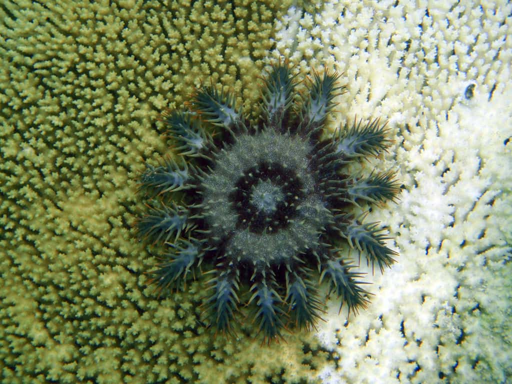 Les<em> Acanthaster planci</em> se nourrissent exclusivement de corail. Sur cette photographie, l'échinoderme, au centre, a déjà mangé les cnidaires de la moitié droite de l’image (fond blanc). La moitié gauche montre des scléractiniaires sains. © Steve L. Martin, Flickr, cc by 2.0