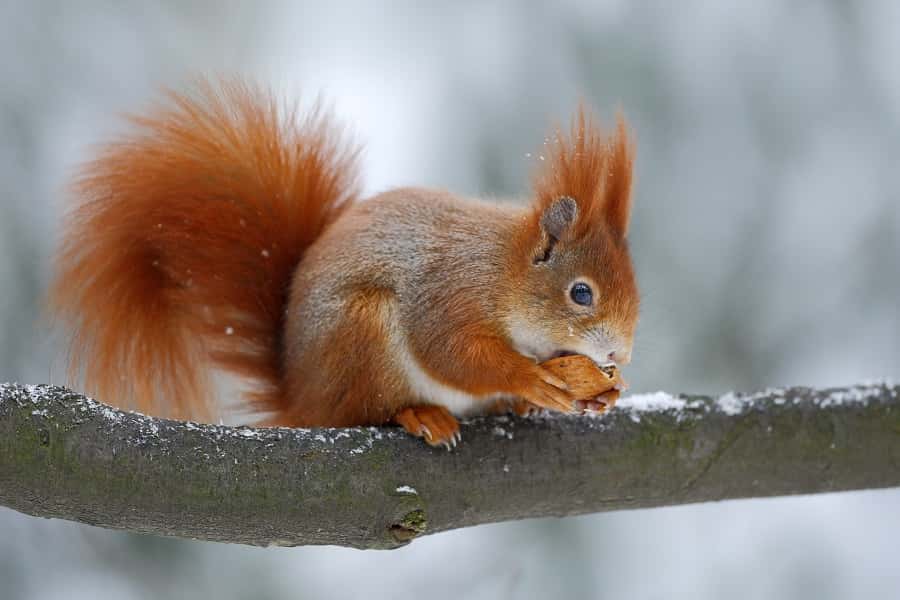 Un écureuil qui retrouve de l'énergie pour affronter l'hiver. © ondrejprosicky, Adobe Stock