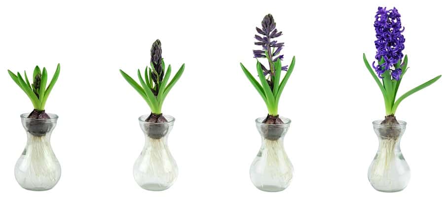 Différentes étapes de développement d'un bulbe de jacinthe dans un vase. © nd700, Adobe Stock