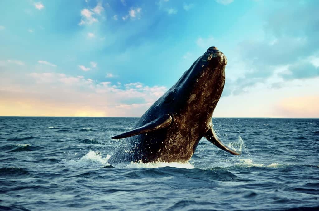 Une baleine franche australe bat des records. © rm, Adobe Stock