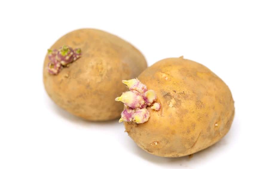 Vérifiez régulièrement l'état des pommes de terre stockées et si vous apercevez des germes, retirez-les. © Miya, Adobe Stock
