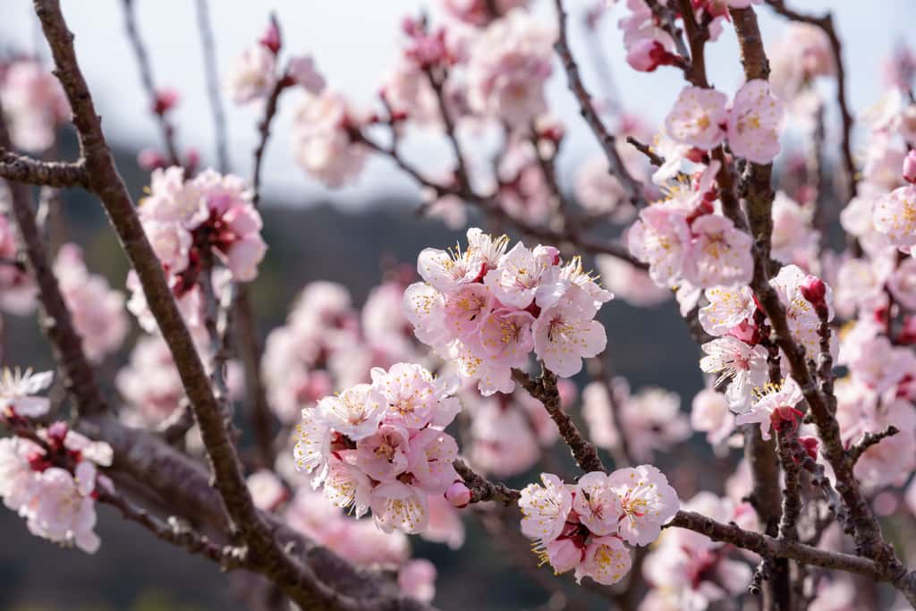 Certains abricotiers sont déjà en fleurs dans le sud de la France. © pikumin, Adobe Stock