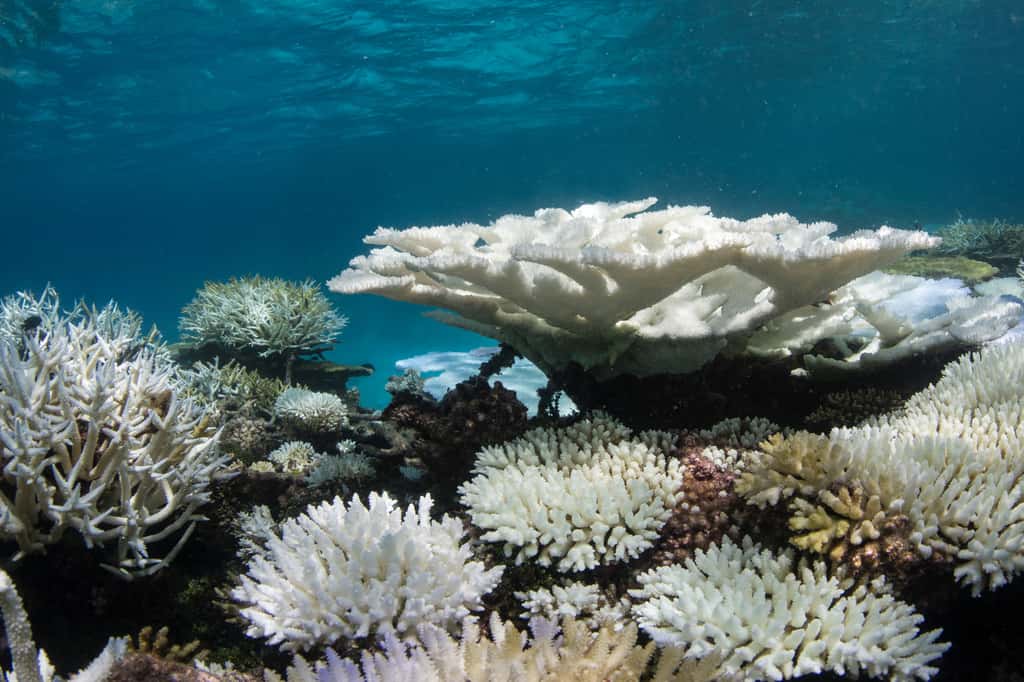 Le blanchissement massif des coraux s'accompagne d'une chute de la biodiversité. Une catastrophe pour notre planète, mais également pour notre santé et l'économie des populations locales. © The Ocean Agency, Adobe Stock