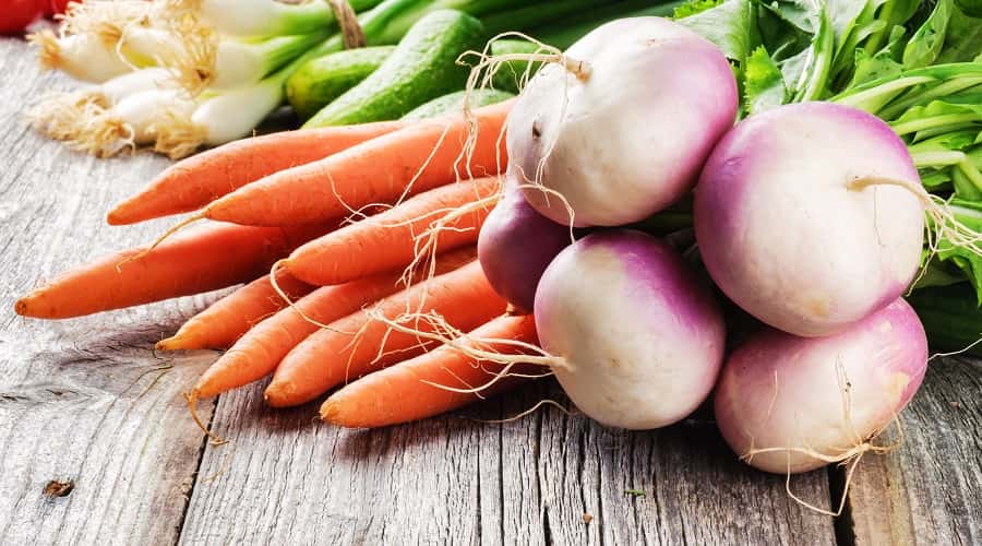 Petits légumes primeurs : carottes, navets et oignons de printemps. © Grecaud Paul, Adobe Stock