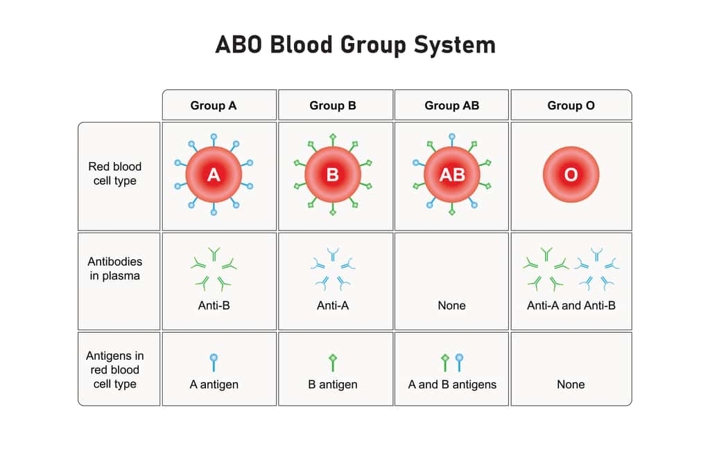 Tableau des antigènes présents sur les globules rouges, et des anticorps du système ABO. © Kooto, Adobe Stock 