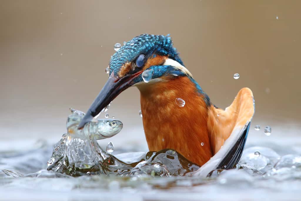 Le martin-pêcheur est le roi de la pêche. En anglais, il s'appelle <em>The Kingfisher</em>, c'est-à-dire, le roi des pêcheurs ! © Luca Casale, <em>Wikimedia Commons</em>, CC by-sa 4.0