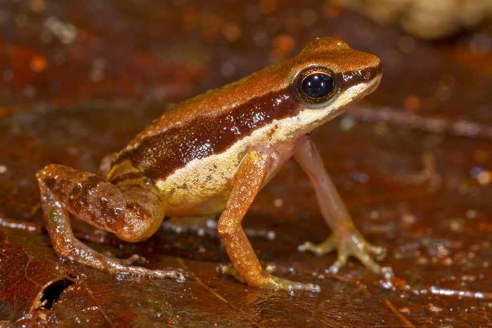 La petite grenouille <em>Allobates amissibilis</em> correspond à la troisième espèce d'<em>Allobates</em> découverte en Guyana. © Philippe Kok