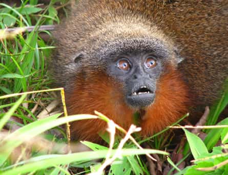 Le singe <em>Callicebus caquetensis </em>est venu compléter le groupe des titis, qui compte maintenant 20 membres. Ils vivent tous dans le bassin amazonien. © Thomas Defler