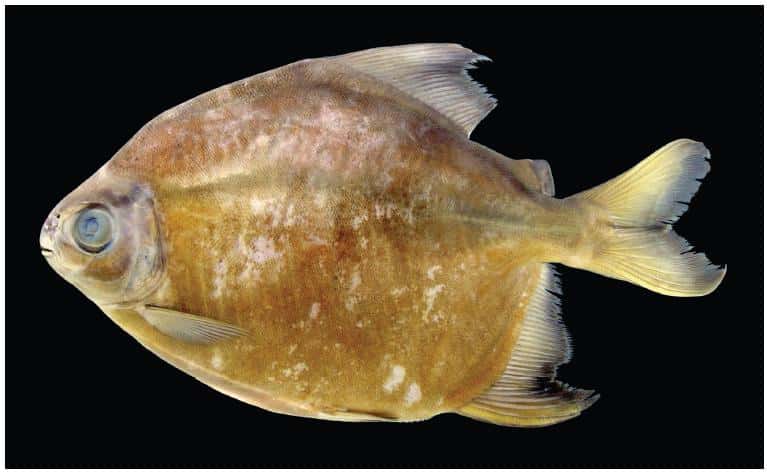 Le piranha <em>Tometes camunani </em>n'est pas à craindre par les personnes désireuses de se baigner dans la rivière Trombesta (Brésil), puisqu'il est herbivore. © Tommaso Giarrizzo