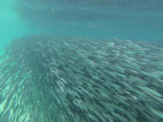 Le banc d’anchois, une formation très serrée, se trouvait juste sous la surface, jusqu’à environ trois mètres. © <em>Scripps Institution of oceanography at UCSD</em>