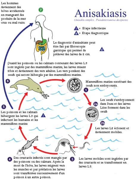 Cycle parasitaire de l'anisakis, un nématode qui infecte les poissons et les mammifères marins. © CDC