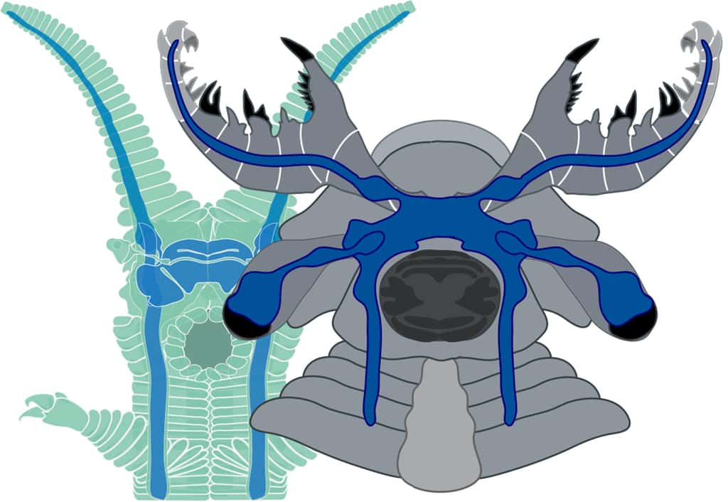 Comparaison des « cerveaux » (en bleu) de l’anomalocaride fossile, à droite, et d’un péripate actuel, à gauche. Chez les deux animaux, une masse cérébrale unique est installée en avant de la bouche (la forme gris foncé sur le dessin de droite). Deux ganglions nerveux, à l’avant, sont solidaires des nerfs qui innervent les antennes du péripate ou les gros appendices frontaux de l’anomalocaride. Les ganglions optiques sont jointifs des yeux. © Nicholas Strausfeld, University of Arizona