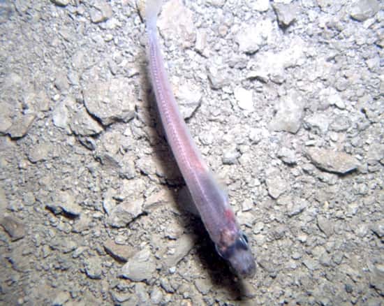 Dans cet écosystème très mal connu, nagent aussi des petits poissons. © <em>Deep-SCINI UNL-Andrill SMO</em>