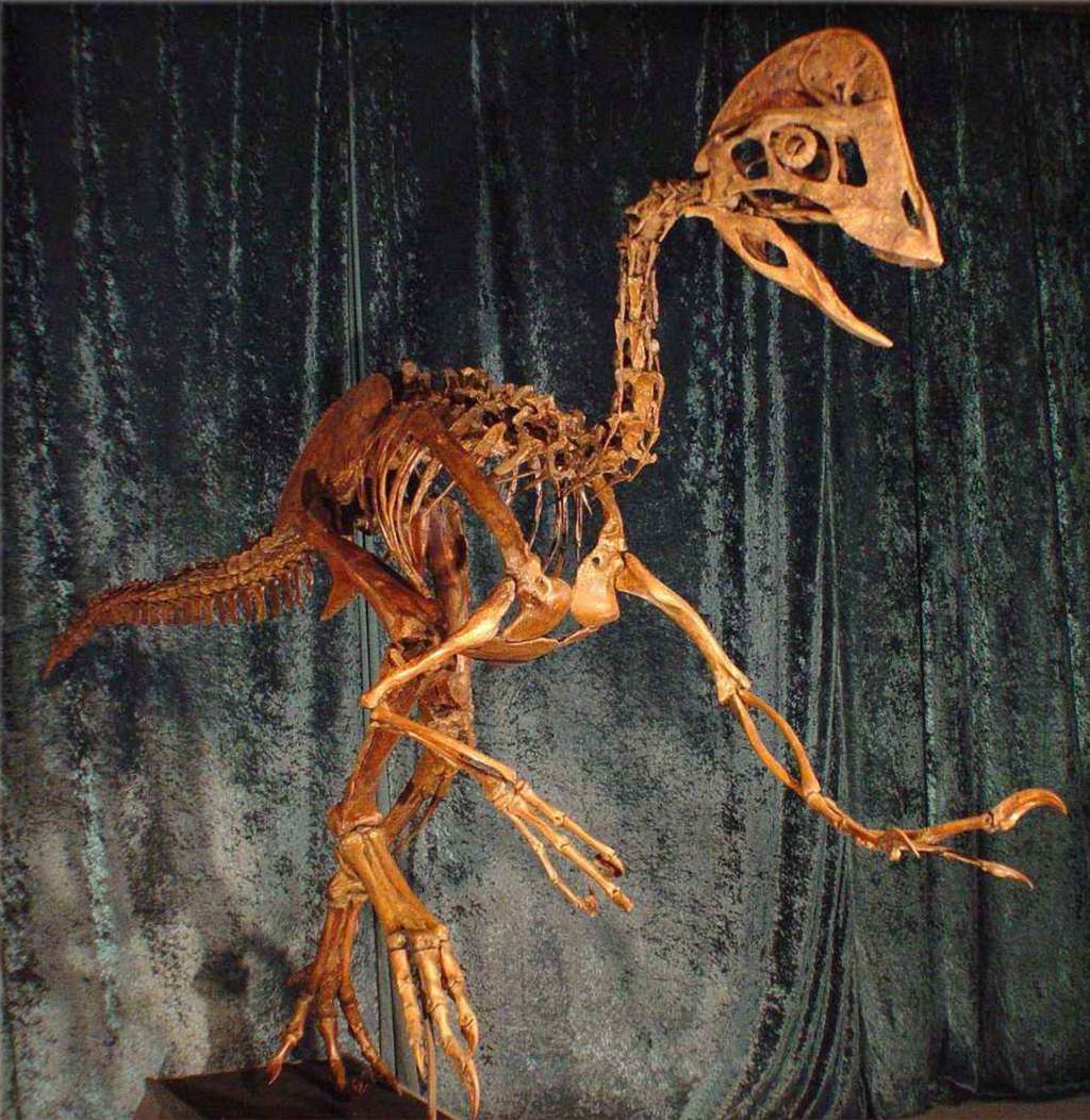 Deux des trois squelettes d’<em>Anzu wyliei</em> retrouvés portaient les marques de blessures osseuses au niveau d’une hanche et d’un orteil. © Musée d’histoire naturelle Carnegie