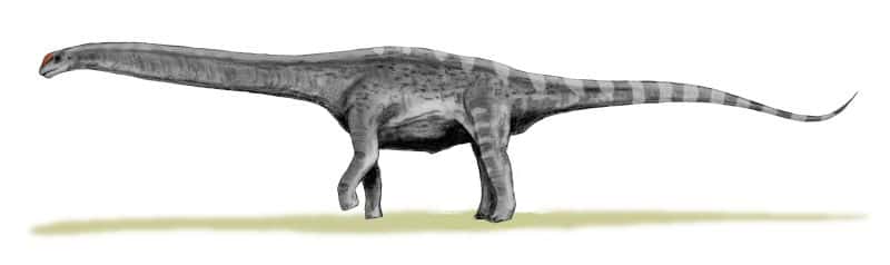  L’<em>Argentinosaurus</em> compte parmi les plus gros dinosaures. C’était un cousin de ce nouveau sauropode découvert dans le sud de l’Argentine, peut-être plus grand encore. © Nobu Tamura, Wikipédia, CC by-sa 3.0