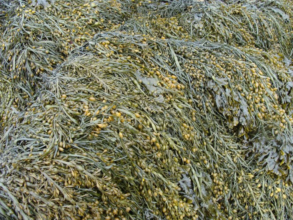 L'algue brune <em>Ascophyllum nodosum</em> est également riche en phlorotannins. Elle est commune le long des côtes de l'Atlantique nord. © Philippe Potin, CNRS Photothèque