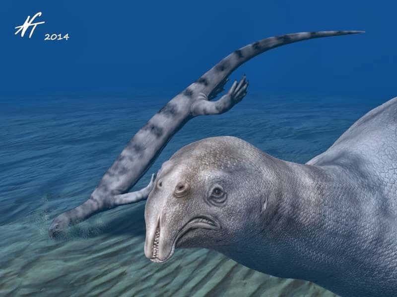 Représentation d’<em>Atopodentatus unicus</em>, le fossile découvert en Chine. Sa bouche est tout à fait particulière et ses dents, très nombreuses, servaient probablement de filtre. Au second plan, un individu est représenté en train de chercher des petits animaux dans le sable. Mais il ne s'agit que d'une hypothèse. © Nobu Tamura, cc by nc nd 3.0