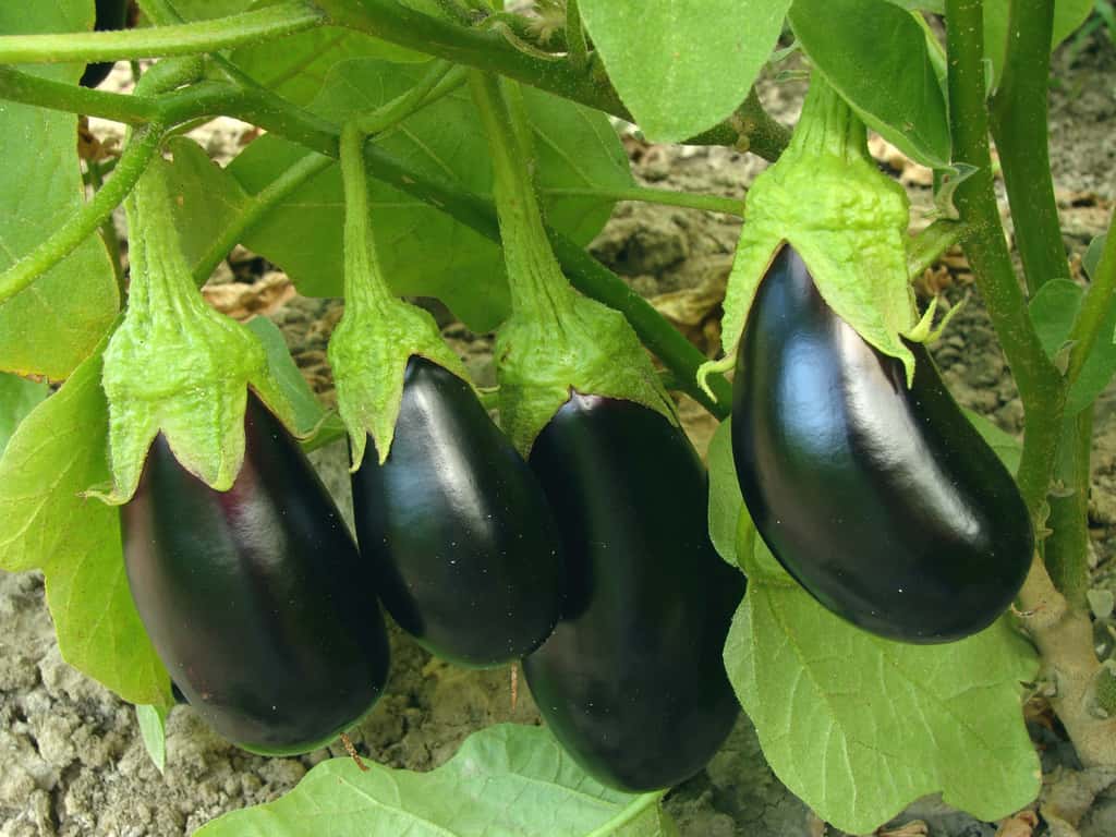  <br />Dès qu'elle ne grossit plus, l'aubergine est prête à être récoltée. Si vous attendez trop, sa peau brunira et des petites graines se formeront. © Fotolia  