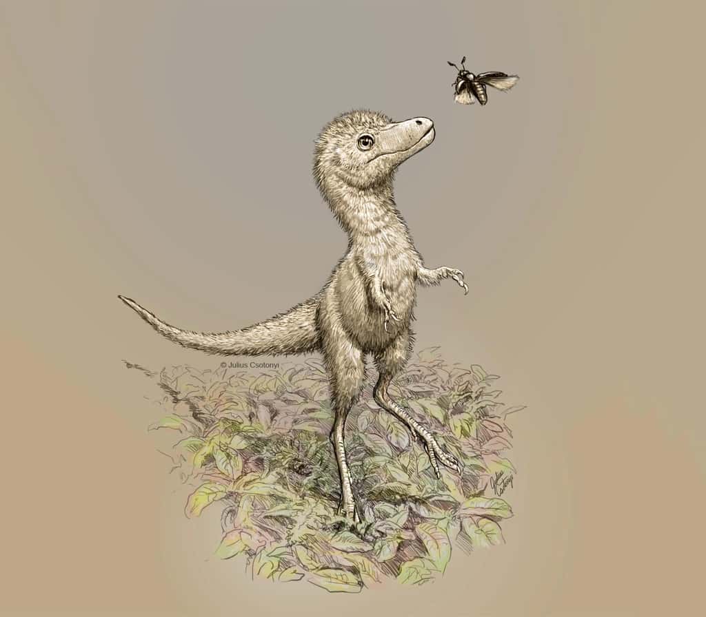 Vue d'artiste d'un bébé tyrannosaure. © Julius Csotony