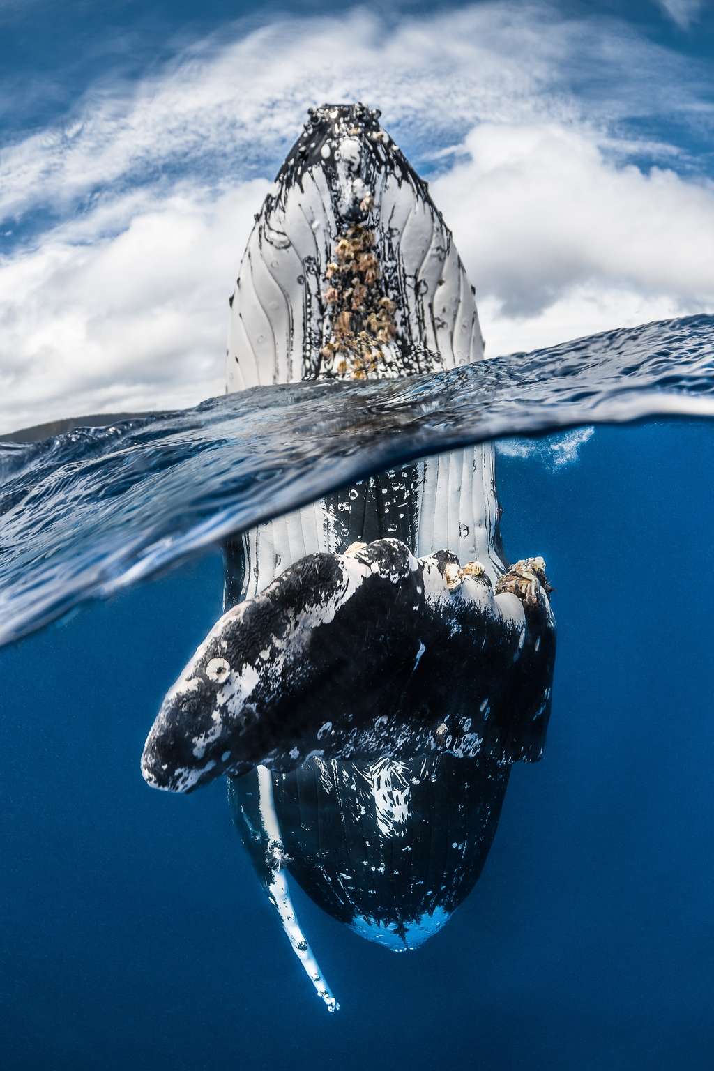 <em>« Bien que pesant plusieurs dizaines de tonnes, ce mammifère a montré une agilité et une puissance incroyable en se tenant verticalement dans l’eau »</em>, raconte Greg Lecoeur qui se rend régulièrement à Tonga pour rencontrer des baleines à bosse. © Greg Lecoeur, UPY 2018