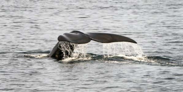 La baleine franche de l'Atlantique Nord est en danger, victime de collisions avec les navires, des filets de pêche et aussi du réchauffement climatique. © Don Emmart, AFP Archives