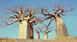 Baobab <em>A. digitata,</em> Afrique