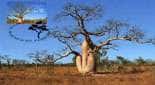 Baobab <em>A. gibbosa (syn. gregori, rupestris</em>), Australie