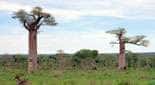 Baobab <em>A. perrieri,</em> Madagascar