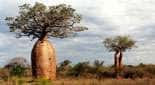 Baobab <em>A. rubrostipa (syn. A. fony)</em>, Madagascar
