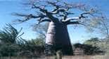 Baobab <em>A. za (syn. A. Bosy, A. Alba),</em> Madagascar